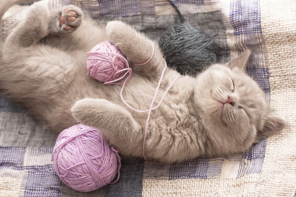 HiKyri – The Ultimate Online Pet Store!